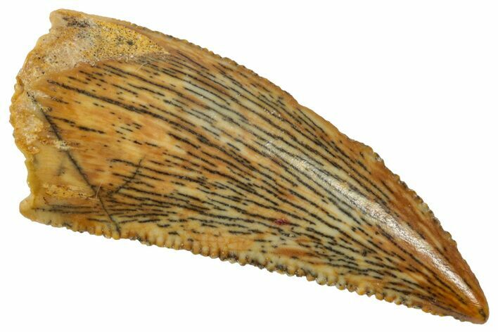 Serrated Raptor Tooth - Real Dinosaur Tooth #357929